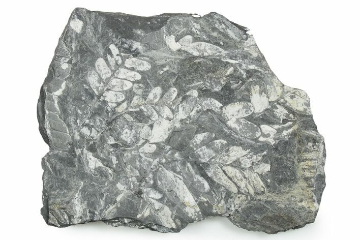 Fossil Seed Fern (Pecopteris) Plate - Pennsylvania #347707